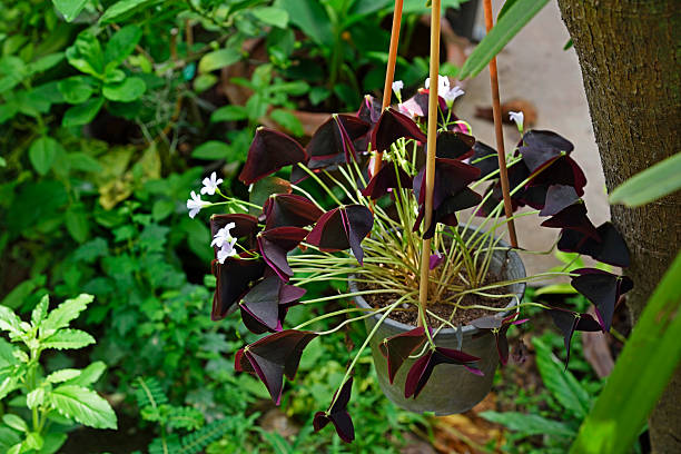 Purple shamrock flower in garden Purple shamrock flower with pot decorated in green garden oxalis triangularis stock pictures, royalty-free photos & images