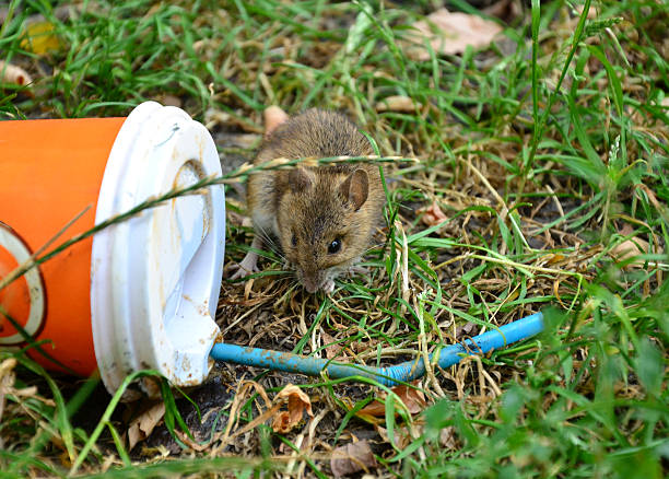 istock Little rat looking at plastic cup thrown on the grass 485425702