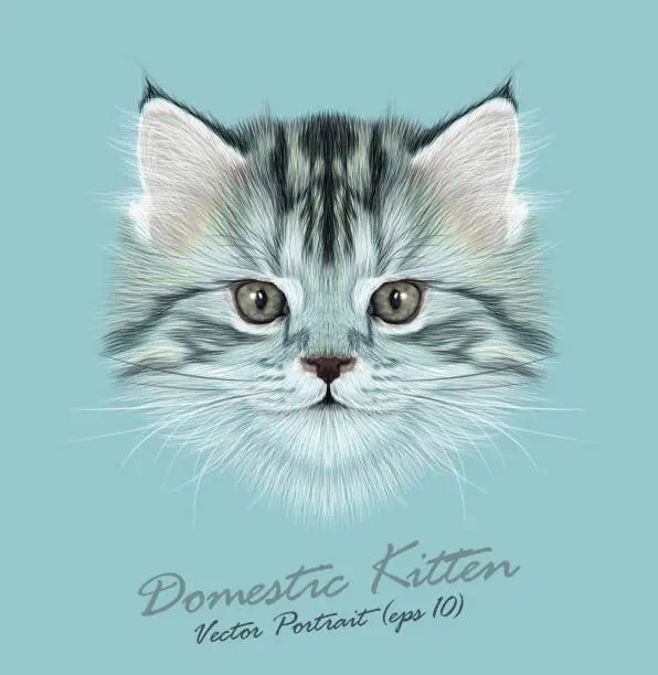 Vector illustration of Vector Illustrative Portrait of Domestic Kitten