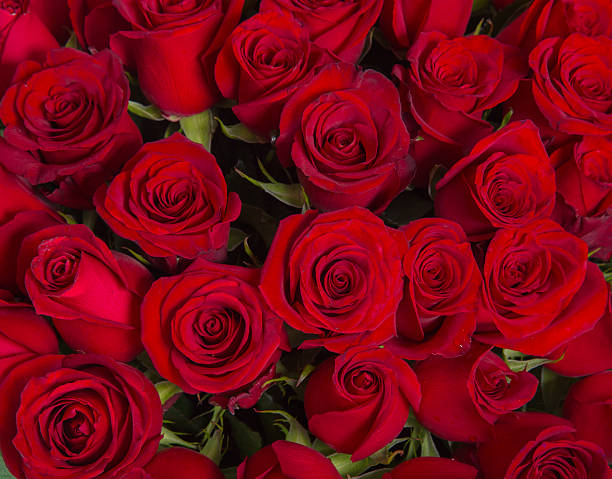 istock Plenty red natural roses background 485426050
