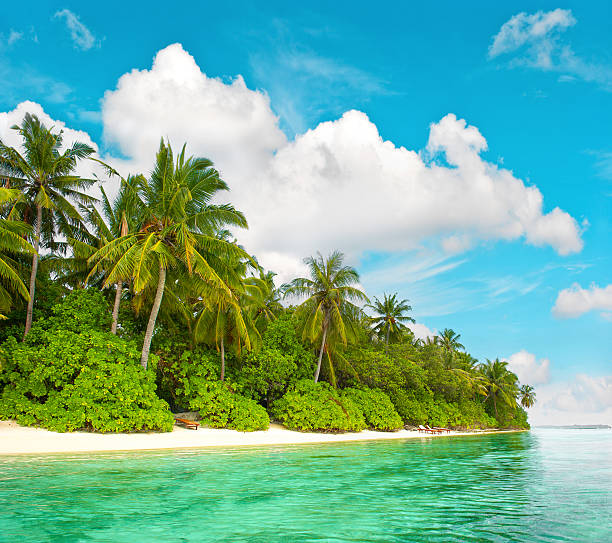 istock Tropical island beach with palm trees blue sky 485426114