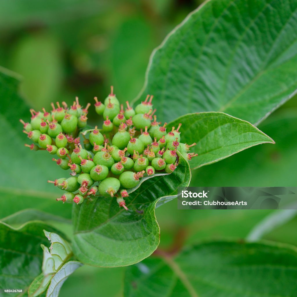 Red Osier Dogwood (Cornus sericea) Early Fruit Detail Redosier dogwood young fruit and leaves. 2015 Stock Photo