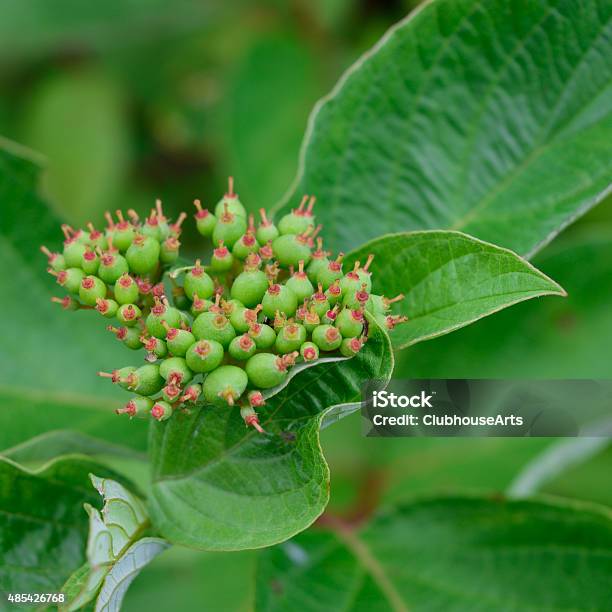 Red Osier Dogwood Early Fruit Detail Stock Photo - Download Image Now
