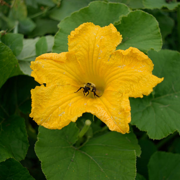 Honeybee collecting pollen of squash flower in garden.