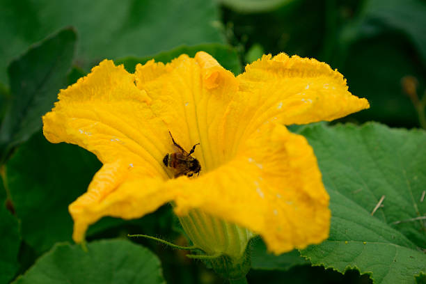 istock Closeup of Honey Bee in Squash Flower 485426830