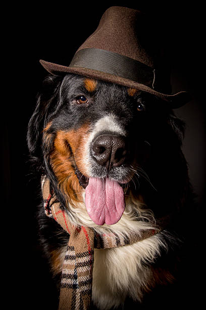 istock dog in scarf and hat 485427811