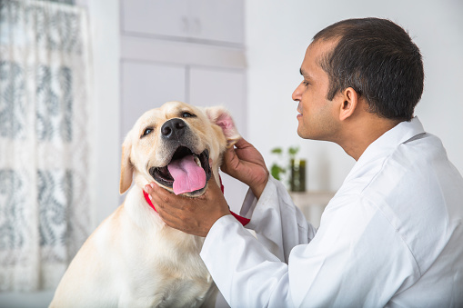 A young veterinary Doctor does medical examination on a sick 1 year old Yellow Labrador Retriever. He is examining the dog's ears.