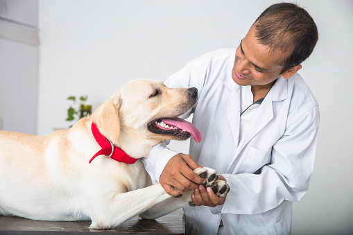 A young veterinary Doctor does medical examination on a sick 1 year old Yellow Labrador Retriever. He is holding and checking out his paws for infection.