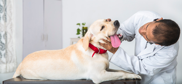 A young veterinary Doctor does medical examination on a sick 1 year old Yellow Labrador Retriever. He is checking the dog's mouth.