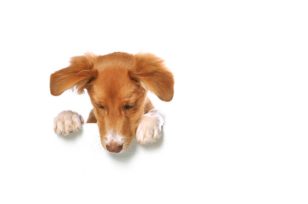Mixed Breed Puppy Leaning on a Blank White Banner stock photo