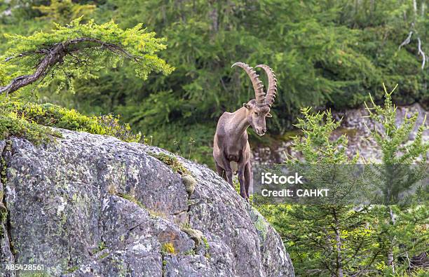 Mountain Goat Stockfoto und mehr Bilder von Frankreich - Frankreich, Schneeziege, Abenddämmerung