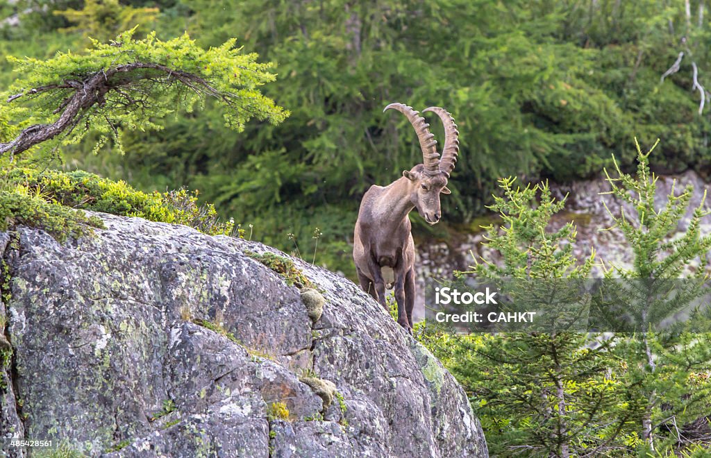 Cabra das Montanhas Rochosas - Foto de stock de Cabra das Montanhas Rochosas royalty-free