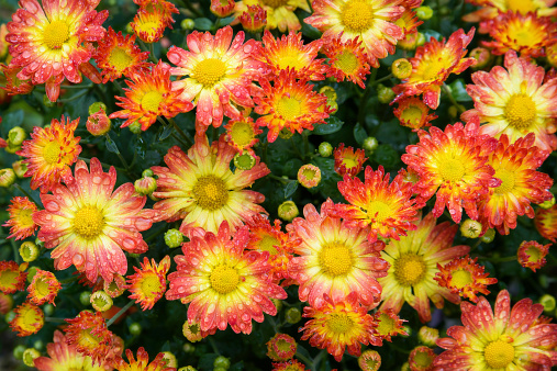 Flower background - warm colored red, orange, yellow mums wet from an autumn rain.