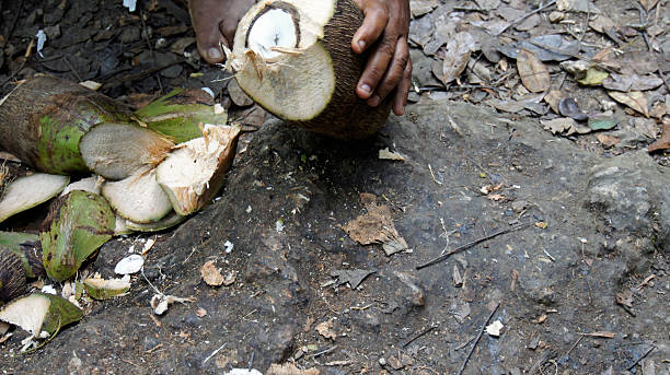 istock dominican fruits 485428775