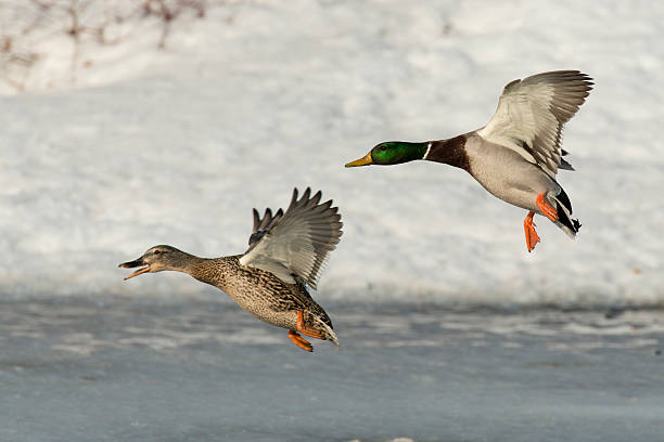 istock Pair of Mallard Ducks 485429028