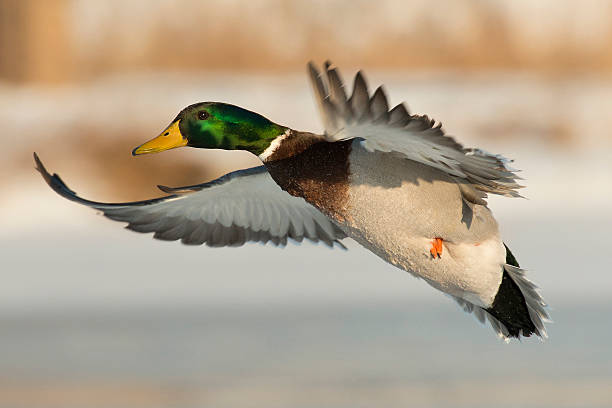 Flying Duck stock photo