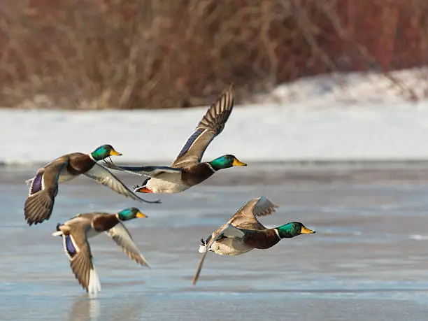 Photo of Flock of Mallards