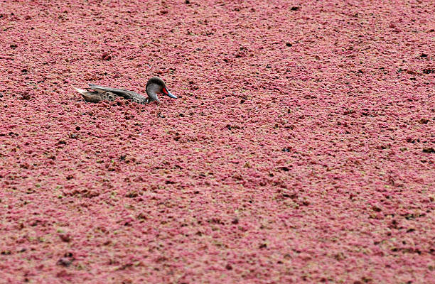 White-cheeked Pintail (Anas bahamensis) A White-cheeked Pintail duck floats on blanket of red pond weed in the highlands of Isla Santa Cruz in Ecuador's Galapagos white cheeked pintail anas bahamensis santa cruz galapagos islands stock pictures, royalty-free photos & images