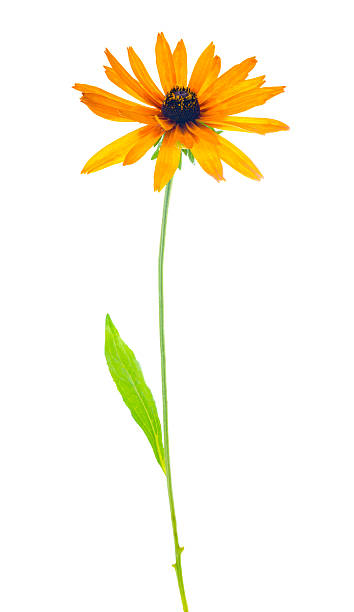 istock flower yellow coneflower is isolated on white background 485429647