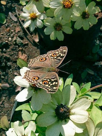Lemon Pansy butterflyLemon Pansy butterfly