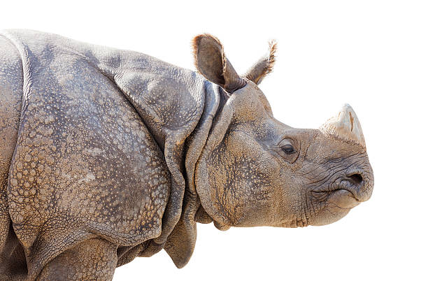 istock Isolated Profile of a Rhinoceros 485429737