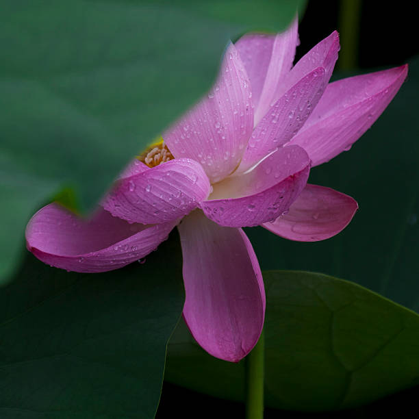 istock FLOWER: Blooming pink lotus with its leaves, Beijing, China 485429809