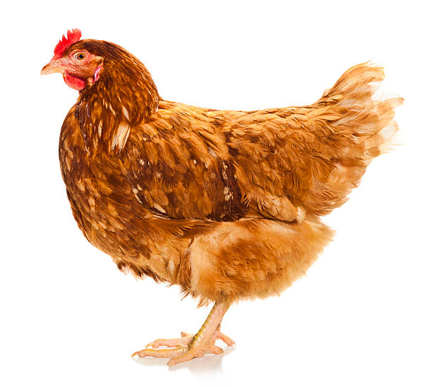 Live Chicken Isolated on White Background Live Chicken photographed in the studio on a on White Background. rhode island red chicken stock pictures, royalty-free photos & images