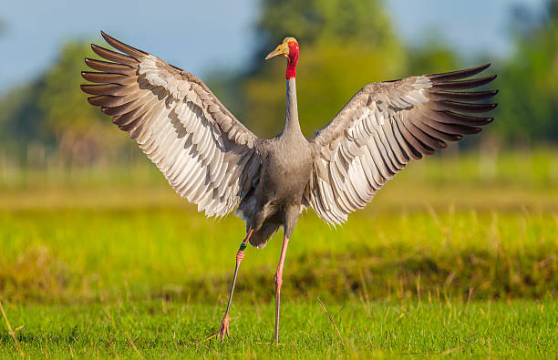 Eastern Sarus Crane (Grus antigone – Foto