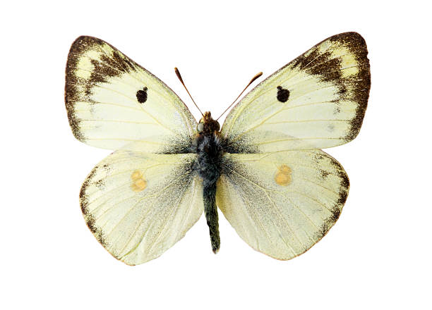 istock butterfly isolated on the white 485433181