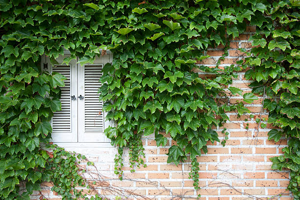 ivy, wall, window, Ivy and window close, Boston Ivy stock pictures, royalty-free photos & images