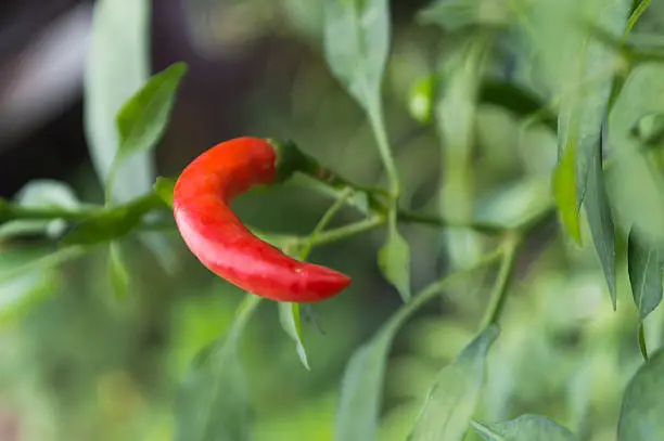 Fresh chili peppers