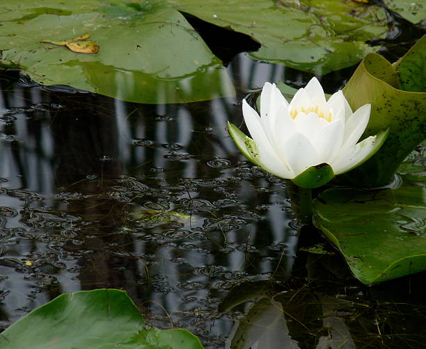 istock Water lily and reflection of the sky 485434262