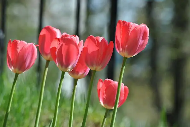 Photo of Tulipes rouges Red Tulips