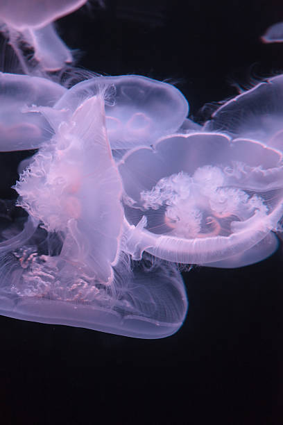 istock Moon jellyfish, Aurelia aurita 485434622