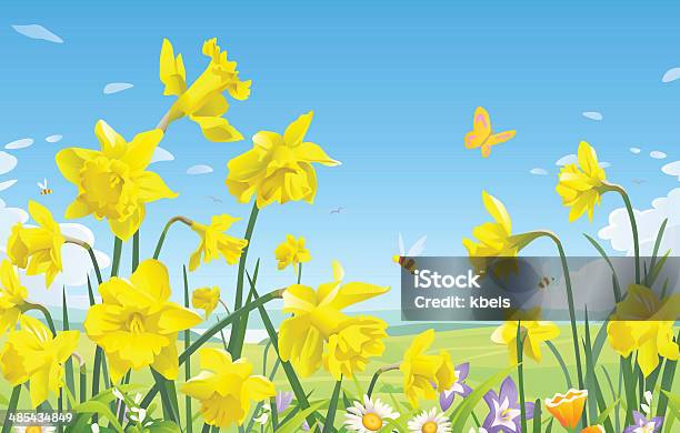Daffodils Stock Illustration - Download Image Now - Daffodil, Flower, Springtime