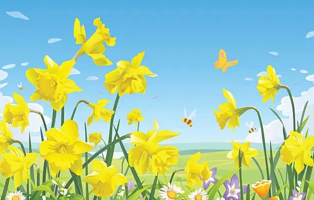 Vector illustration of Daffodils