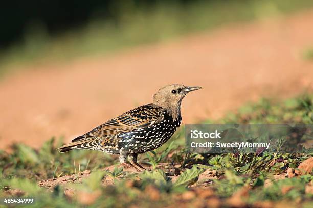 European Starling - zdjęcia stockowe i więcej obrazów Agresja - Agresja, Bez ludzi, Dzikie zwierzęta