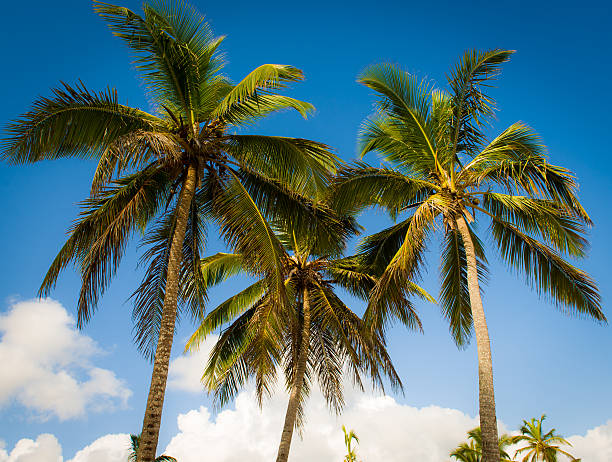 Coconut Palms stock photo