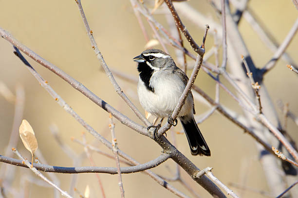 Black-throated Sparrow standing on a tree branch, Arizona, USA.