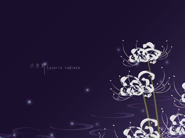 420+ Lycoris Radiata Stock Illustrations, Royalty-Free Vector