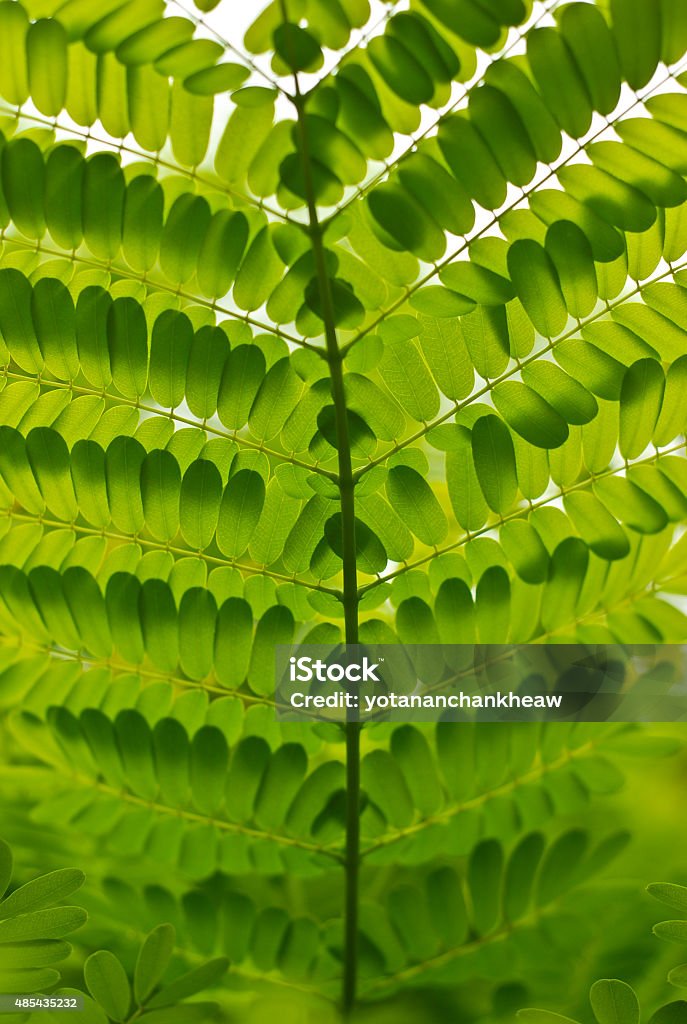 the green leaf have many branch the green leaf with many branch make feel fresh 2015 Stock Photo