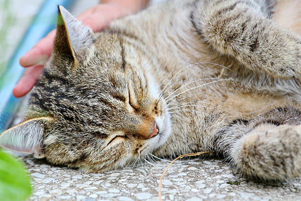 istock Cat lies on the floor outdoor 485435251