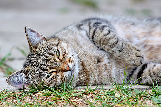 istock Cat lies on the floor outdoor 485435255