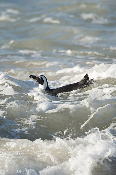 istock African penguin on the beach 485435598