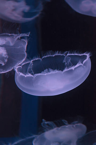 istock Moon jellyfish, Aurelia aurita 485435602