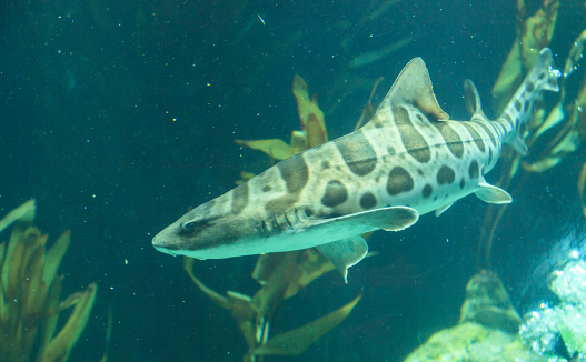 Zebra shark, Stegostoma fasciatum, also called the leopard shark, is a species of carpet shark and is found throughout the tropical Indo-Pacific. 