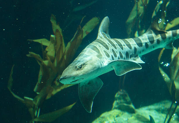 istock Zebra shark, Stegostoma fasciatum 485435628