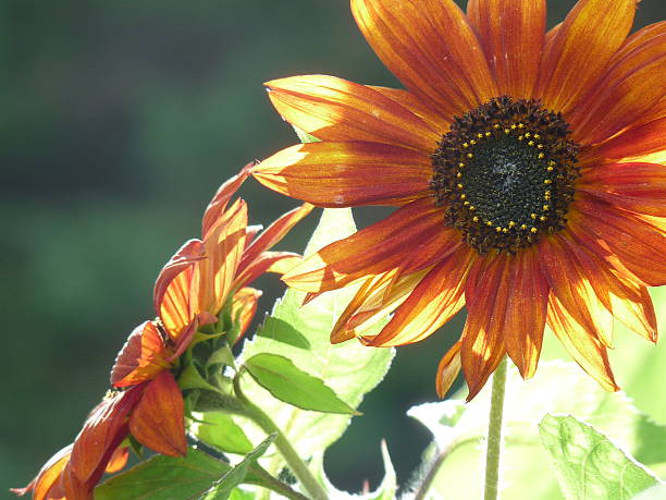 istock Sunflower orange sunflower 485436154