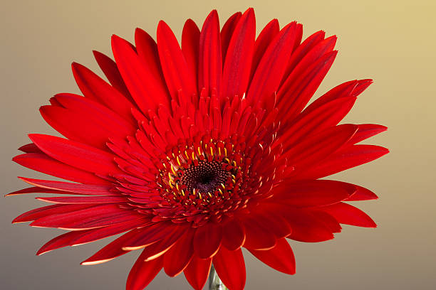 istock Red gerbera isolated on natural background. Close up 485439988