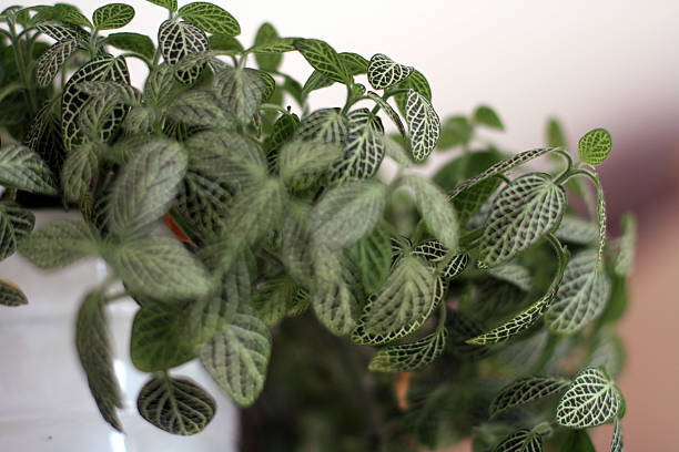 istock Green house plant 485440846